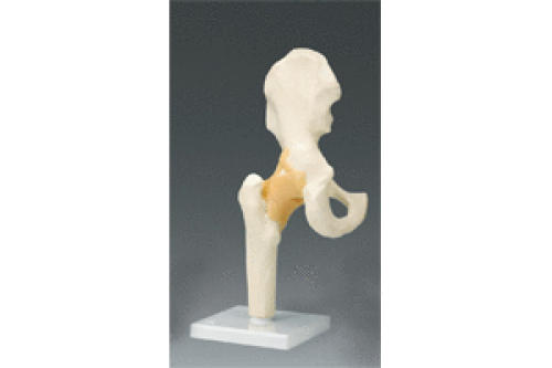 FUNCTIONAL RIGHT HIP JOINT MODEL