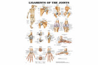 Ligaments of Joints Chart