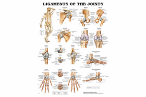 Ligaments of Joints Chart