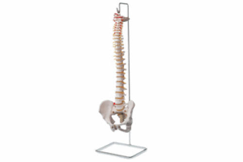 Budget Vertebral Model - with Stand