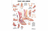 Foot and Ankle Anatomical Chart