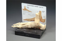 Foot and Ankle Anatomical Model