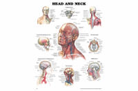 Head and Neck Anatomical Chart