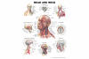 Head and Neck Anatomical Chart