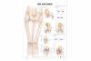 Hip and Knee Anatomical Chart