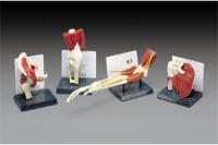 LIFE-SIZE MUSCLED JOINT MODELS- SET OF 4	