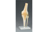 FUNCTIONAL RIGHT KNEE MODEL