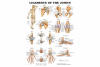 Ligaments of Joints Chart