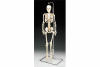 MR THRIFTY SKELETON- 33.5 In Tall