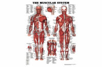 MUSCULAR SYSTEM Anatomical Chart