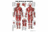 MUSCULAR SYSTEM Anatomical Chart