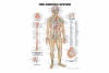 Nervous System Chart