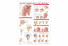 Anatomy/Injuries of the Shoulder Chart