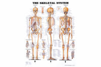 Skeletal System Chart