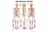 Skeletal System Chart