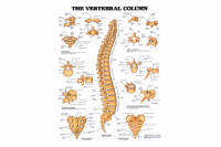 Vertebral Column Chart