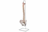 Budget Vertebral Model - with Stand